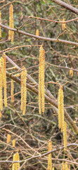 Pollen count, pollen allergy background banner panorama - hazelnut, hazelnut writing tree ( Corylus avellana ) with pollen catkins and yellow pollen, illuminated by the sun