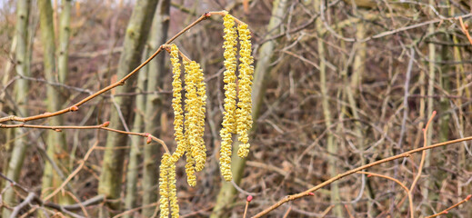 Pollen count, pollen allergy background banner panorama - hazelnut, hazelnut writing tree ( Corylus avellana ) with pollen catkins and yellow pollen, illuminated by the sun