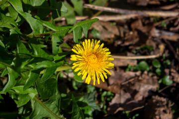 Close up of blooming yellow dandelion flowers Taraxacum officinale in garden on spring time. Detail...