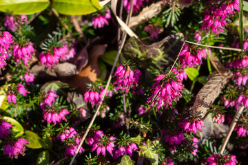 Erica carnea - winter heath, winter flowering heather, spring heath, alpine heath. Close-up of...