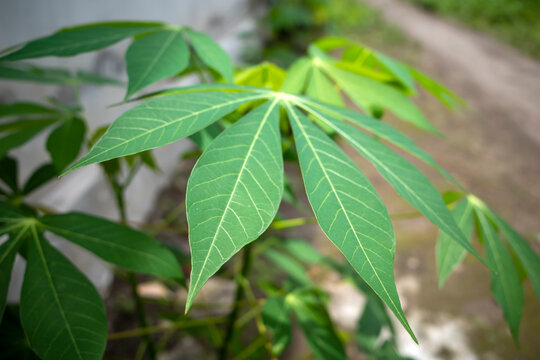 Cassava, Mandioa, Manioc, Tapioca trees (Manihot esculenta), young green leaves, shallow focus