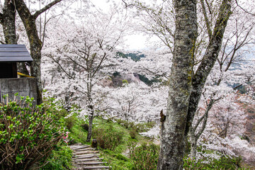 Spring’s Palette: Cherry Blossoms Adorn Mount Yoshino, Nara, Japan