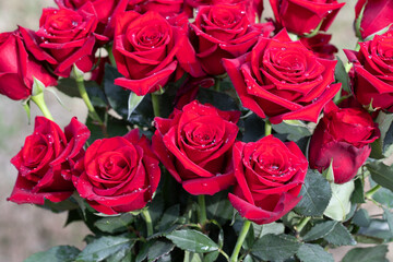 Bouquet of red roses outdoors in sunshine