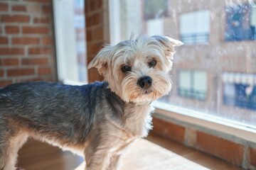 A yorkie looks out a sunny window in a brick-wall room, suggesting curiosity and longing.