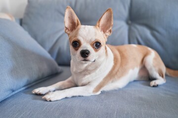 A small alert chihuahua dog with big eyes rests on a blue sofa, looking directly at the camera.