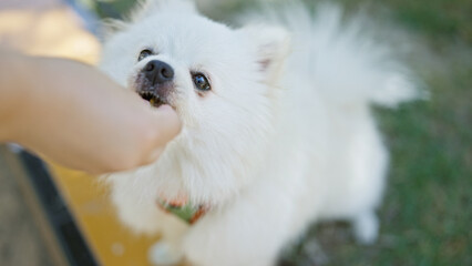 A fluffy white pomeranian receiving a treat from a person's hand against a blurred natural background.
