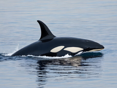 Orca killer whale (Orcinus orca) in ocean