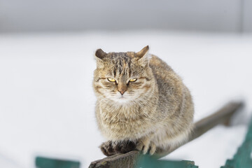Cat outdoors in snowy winter. Cat siting in snow near fir tree - 756489376