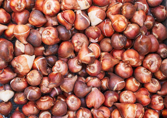Close-up view of abundant fresh tulip bulbs displayed for sale at a flower market.