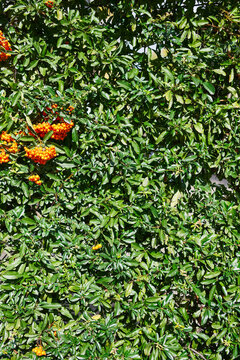 Close-up of a dense green pyracantha shrub with clusters of vibrant orange berries