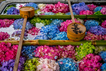 楊谷寺のアジサイ