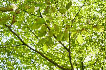 Sunlight filtering through vibrant green leaves on a tree in a peaceful forest setting.
