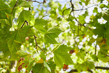 Fototapeta na wymiar A vibrant, natural scene showcasing the detailed textures and vivid greens of maple leaves under a canopy of sunlight.