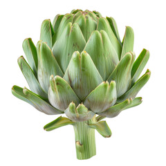 Fresh artichoke isolated on white background, perfect for cooking or adding to your healthy diet