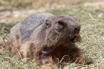 Marmot in the grass in the zoo