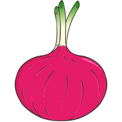 red onion illustration