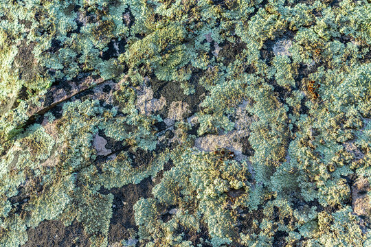 Background from moss or lichen growing on a rock