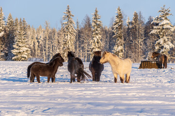 Group of Icelandic horses standing in deep snow