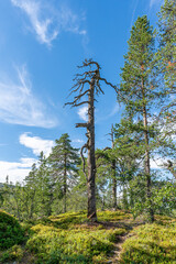 Old twisted dead tree still standing in the Swedish highlands