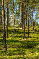Summer view of a beautiful pine forest in Sweden