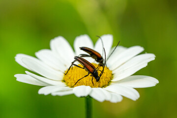 Two beetles sharing the same marguerite flower