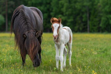 Young pinto colored Icelandic horse foal with his mother