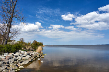 swans at the shore of the Szczecin Lagoon in spring - obrazy, fototapety, plakaty