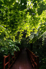 Fototapeta na wymiar View of the maple forest in the rain