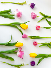 Bright multi-colored tulips on a white background