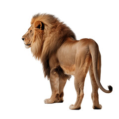Obraz premium African lion full body back view, isolated on transparent background cutout