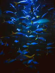 Aquarium blue illuminated with fish