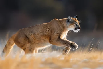 Fototapeten puma concolor jumping in forest © anankkml