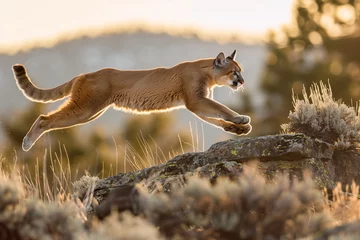 Deurstickers puma concolor jumping in forest © anankkml