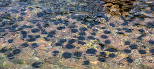 sea urchins visible on water, beach urchin yard 