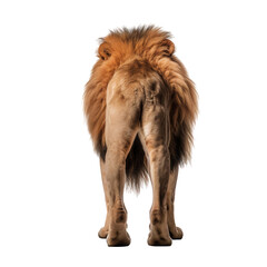 Lion back view standing portrait, transparent, isolated on white background cutout