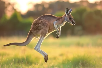 Rolgordijnen wild kangaroo jumping at the field © anankkml