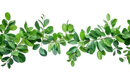 Green leaves of tropical plants bush floral arrangement indoors garden nature backdrop isolated on white background.


