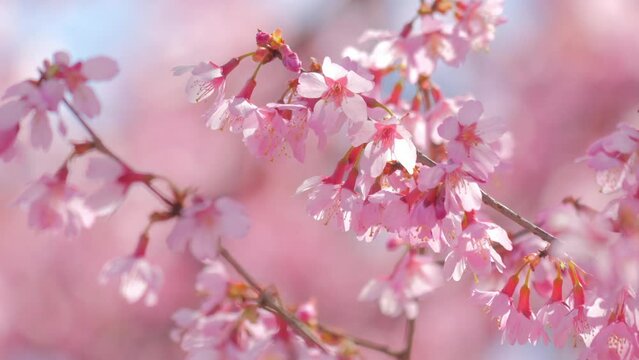 Blooming flowers sakura tree in spring video 4k	