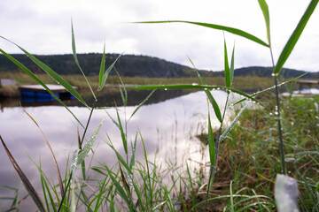 The lake in the early morning. In the foreground is tall grass. Natural landscape