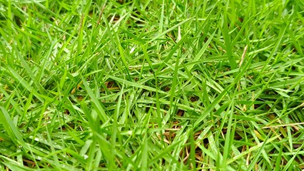 green grass texture