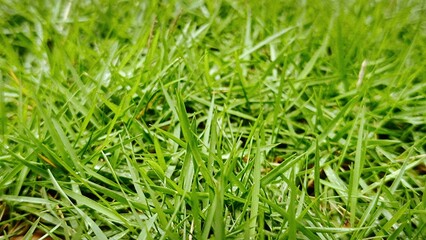 green grass background
