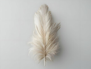 A single white fluffy feather of a bird isolated on a white background. High-resolution