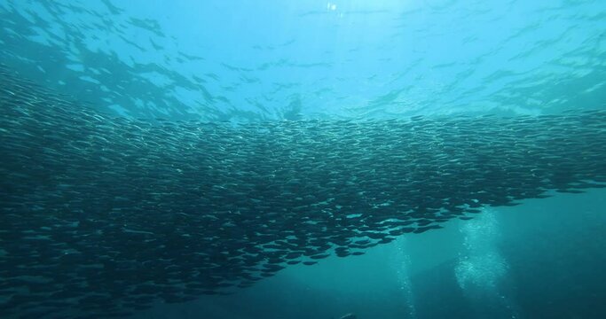 A school of sardines forms a ball to hide from the shark. A flock herd  of millions of fish swirls around the camera, corals and divers. Seascape with a baitball of sardine fish in the Caribbean Sea
