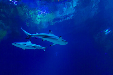 shark -  Galápagos Island experience in Houston Zoo, Texas, USA
