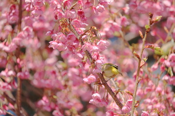 日本の春満開の桜の花