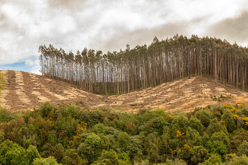 Clear-cut logging in Southland on the South Island of New Zealand.