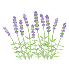 手描きの水彩画　ラベンダー複数本
