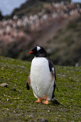 Manchot Papou seul au milieu d'une prairie sans neige en Janvier 2024 en Antarctique