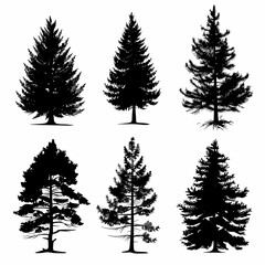 Fototapeta premium Evergreen Silhouette Collection