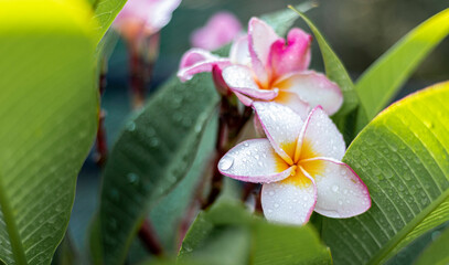 frangipani flower in the garden